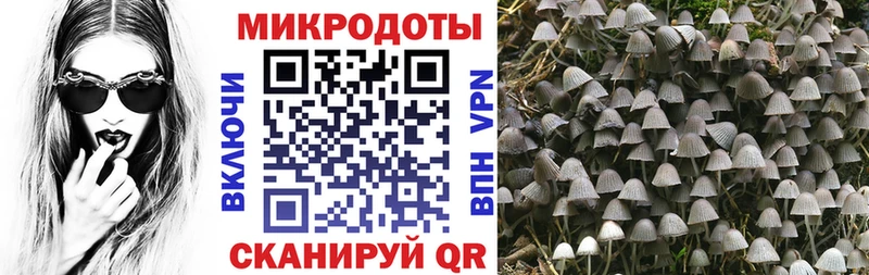 Псилоцибиновые грибы Psilocybine cubensis  Ладушкин 